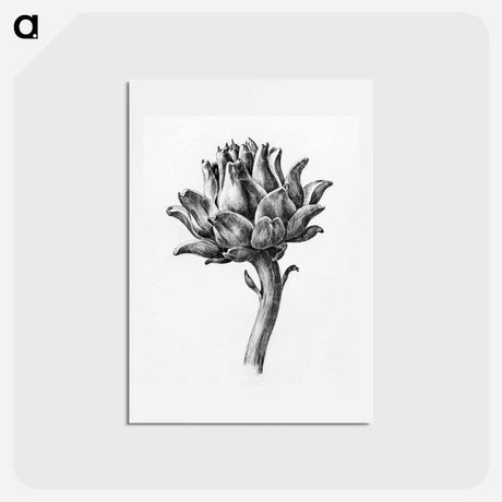 アートポストカード-Artichoke - ジャン ベルナール Postcard.