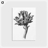 アートポストカード-Artichoke - ジャン ベルナール Postcard.