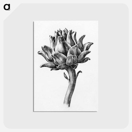 アートポストカード-Artichoke - ジャン ベルナール Postcard.