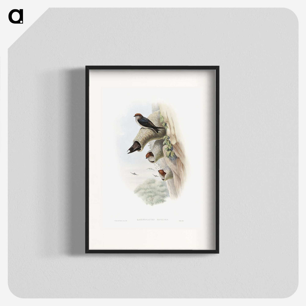1-37_John-Gould_blk