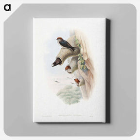 アートパネル-Indian Cliff-Swallow
 - ジョン グールド Canvas.