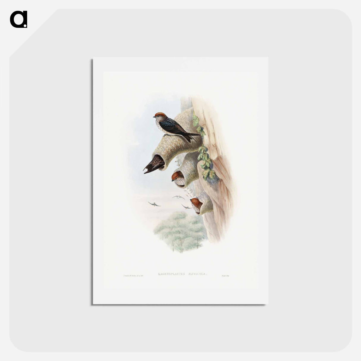 アートポストカード-Indian Cliff-Swallow
 - ジョン グールド Postcard.