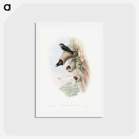 アートポストカード-Indian Cliff-Swallow
 - ジョン グールド Postcard.