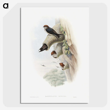 1-37_John-Gould_picture-crop