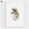 1-37_John-Gould_picture