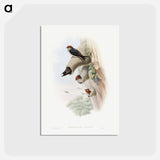 アートポストカード-Indian Cliff-Swallow
 - ジョン グールド Postcard.