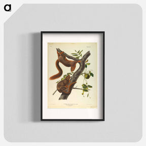 アートポスター-Orange-Bellied Squirrel
 - ジョン ジェームス オーデュボン Poster.