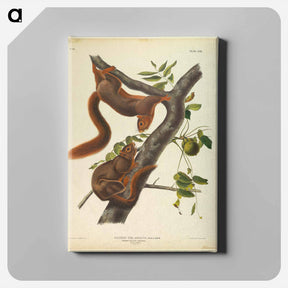 アートパネル-Orange-Bellied Squirrel
 - ジョン ジェームス オーデュボン Canvas.