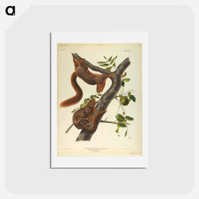 アートポストカード-Orange-Bellied Squirrel
 - ジョン ジェームス オーデュボン Postcard.