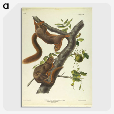 1-37_John-James-Audubon_picture-crop