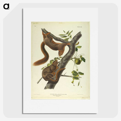 1-37_John-James-Audubon_picture