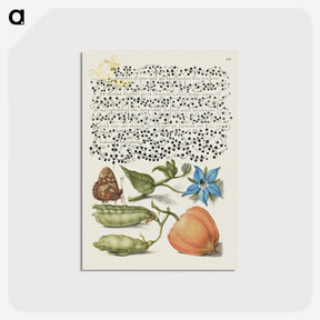 1-37_Joris-Hoefnagel_postcard