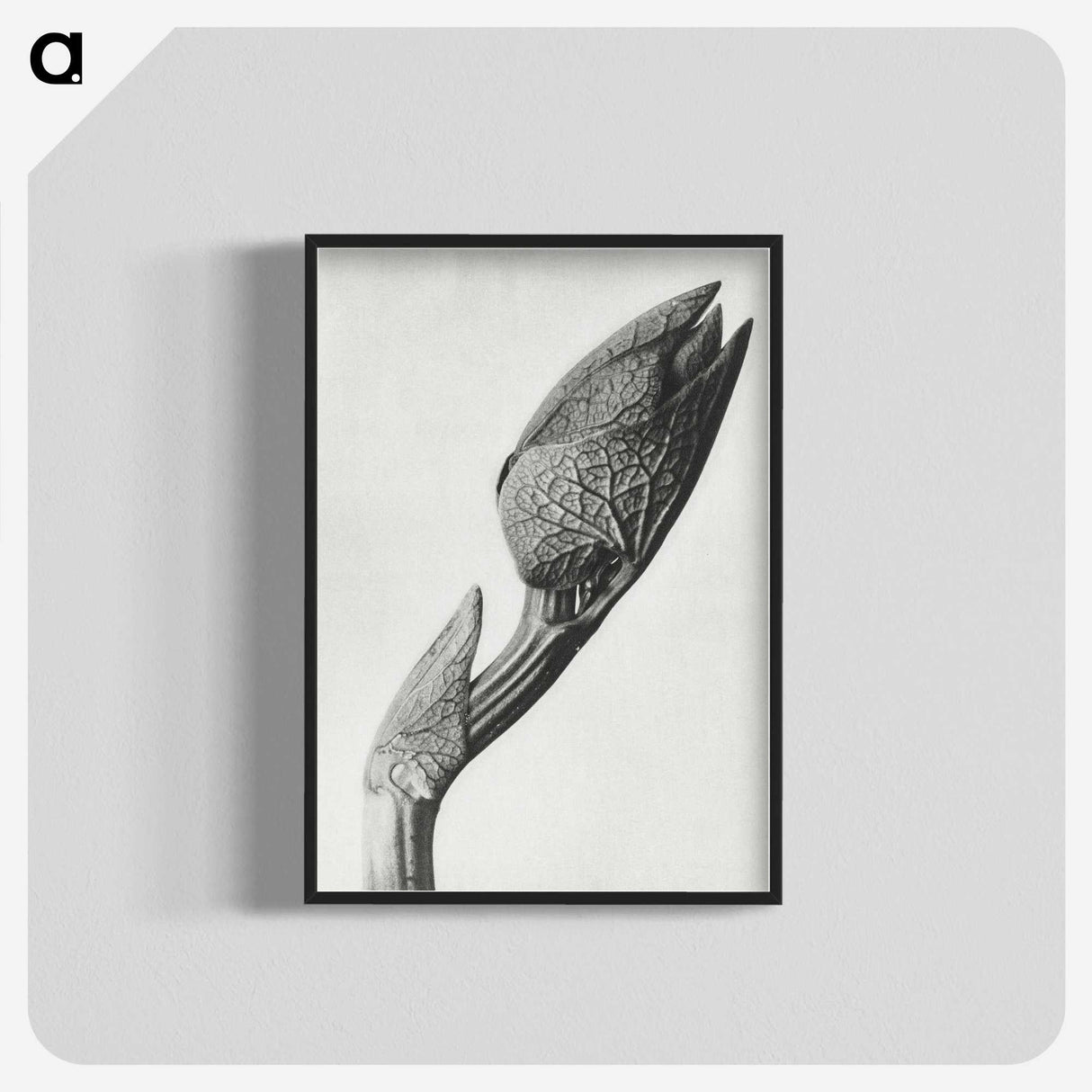 1-37_Karl-Blossfeldt_blk-crop