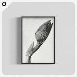 1-37_Karl-Blossfeldt_blk-crop