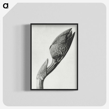 1-37_Karl-Blossfeldt_blk-crop