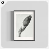 1-37_Karl-Blossfeldt_blk