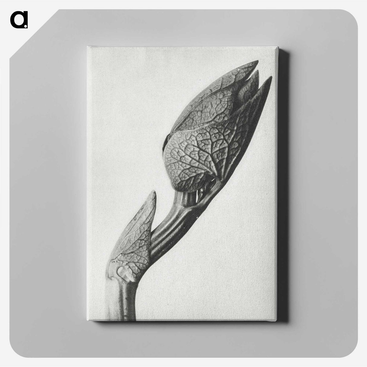 1-37_Karl-Blossfeldt_canvas