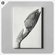 アートパネル-Aristolochia clematitis - カール ブロスフェルト Canvas.