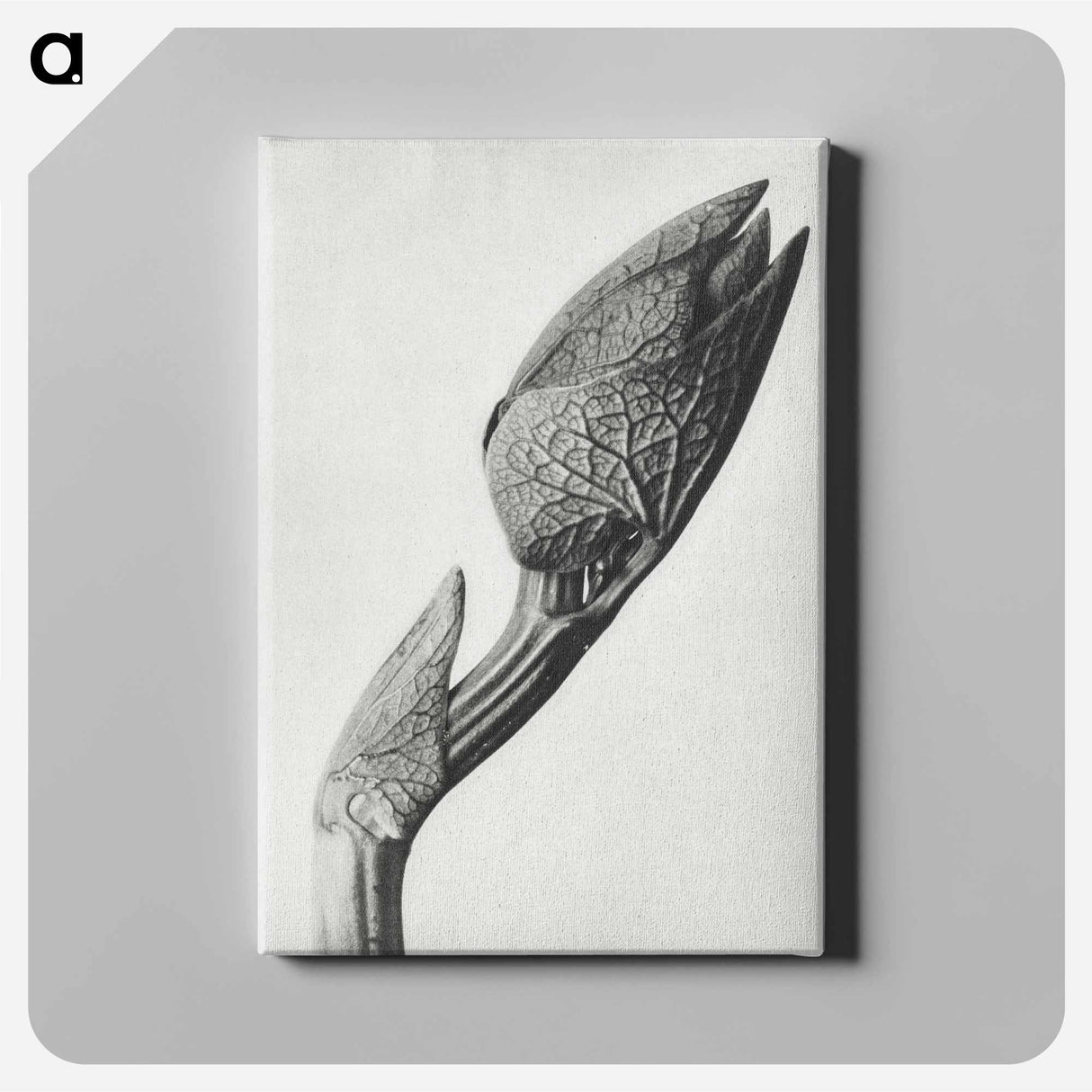 アートパネル-Aristolochia clematitis - カール ブロスフェルト Canvas.