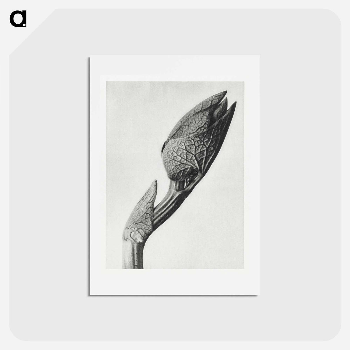 アートポストカード-Aristolochia clematitis - カール ブロスフェルト Postcard.