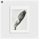 アートポストカード-Aristolochia clematitis - カール ブロスフェルト Postcard.