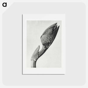 アートポストカード-Aristolochia clematitis - カール ブロスフェルト Postcard.