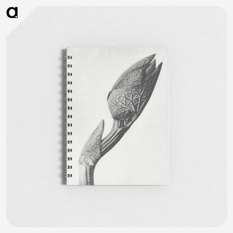 1-37_Karl-Blossfeldt_memo