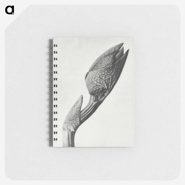 1-37_Karl-Blossfeldt_memo