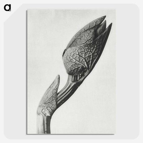 1-37_Karl-Blossfeldt_picture-crop