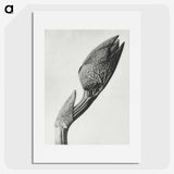 1-37_Karl-Blossfeldt_picture