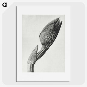 1-37_Karl-Blossfeldt_picture