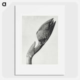 Aristolochia clematitis - Karl Blossfeldt Poster.