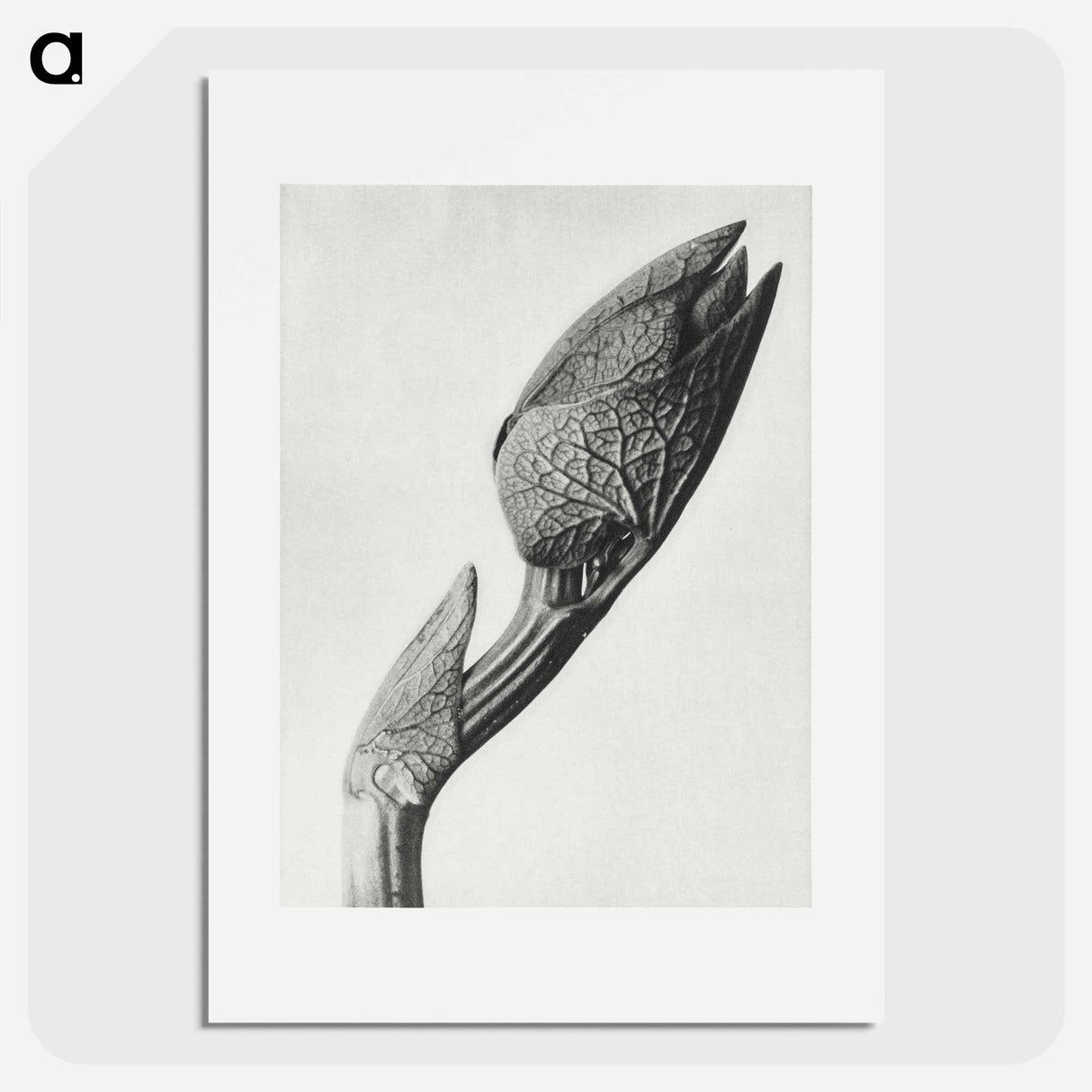 アートポスター-Aristolochia clematitis - カール ブロスフェルト Poster.