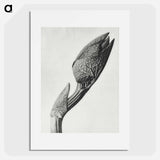 アートポスター-Aristolochia clematitis - カール ブロスフェルト Poster.