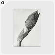1-37_Karl-Blossfeldt_postcard