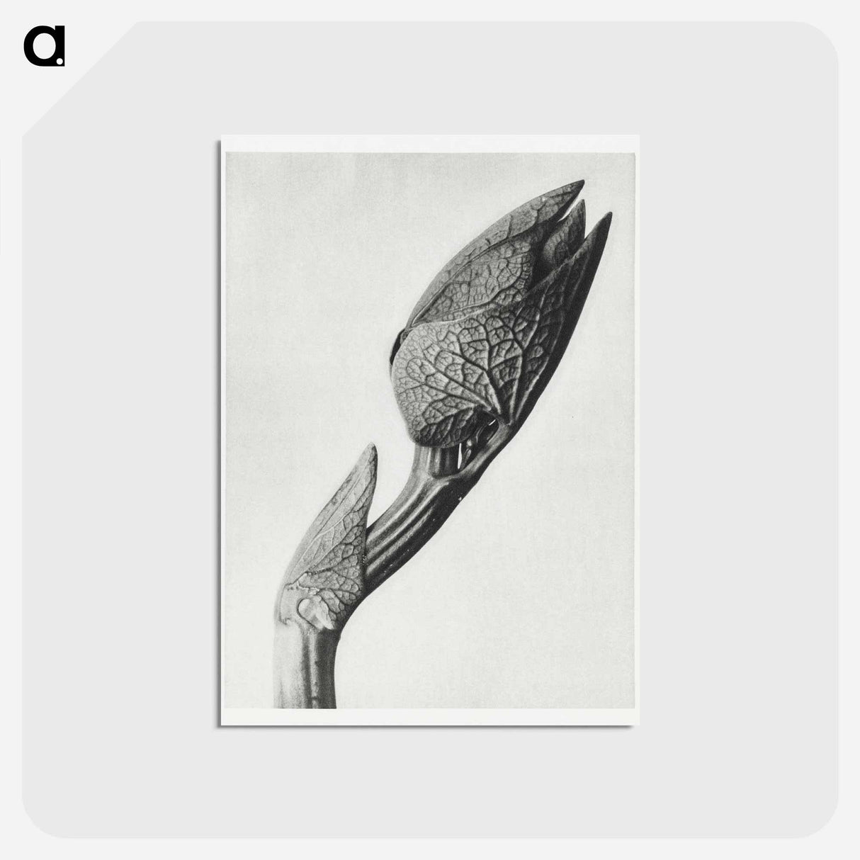 アートポストカード-Aristolochia clematitis - カール ブロスフェルト Postcard.