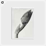 アートポストカード-Aristolochia clematitis - カール ブロスフェルト Postcard.