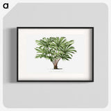 1-37_Les-Palmiers-Histoire-Iconographique_blk