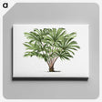 1-37_Les-Palmiers-Histoire-Iconographique_canvas