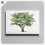 1-37_Les-Palmiers-Histoire-Iconographique_canvas