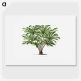1-37_Les-Palmiers-Histoire-Iconographique_picture