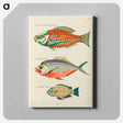 アートパネル-Moluccan Fishes
 - ルイ ルナール Canvas.