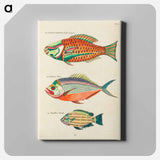 アートパネル-Moluccan Fishes
 - ルイ ルナール Canvas.