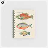 Moluccan Fishes
 - ルイ ルナール Memo.