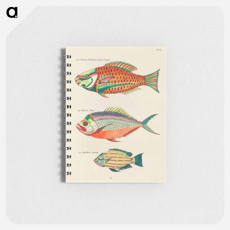 アートメモ帳-Moluccan Fishes
 - ルイ ルナール Memo.