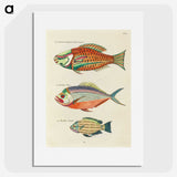 1-37_Louis-Renard_picture