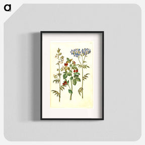 アートポスター-Polemonium caeruleum and Lotus tetragonolobus
 - マリア ジビーラ メーリアン Poster.