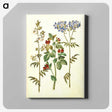 1-37_Maria-Sibylla-Merian_canvas