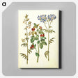 アートパネル-Polemonium caeruleum and Lotus tetragonolobus
 - マリア ジビーラ メーリアン Canvas.