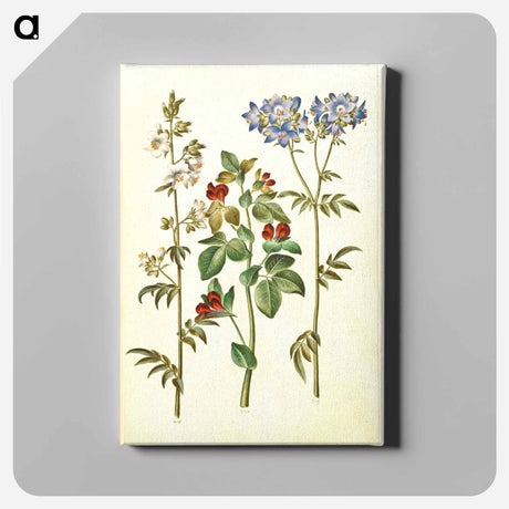 アートパネル-Polemonium caeruleum and Lotus tetragonolobus
 - マリア ジビーラ メーリアン Canvas.